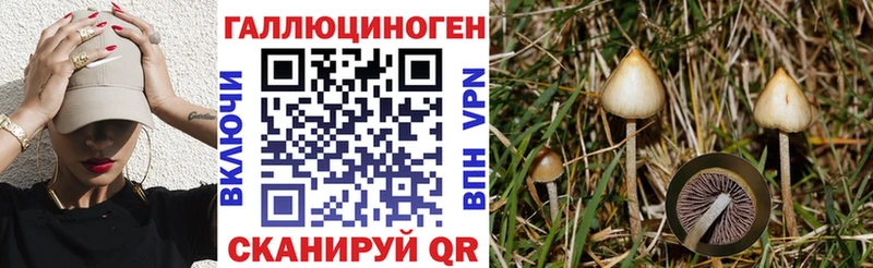 где продают наркотики  Ковров  Галлюциногенные грибы Psilocybine cubensis 